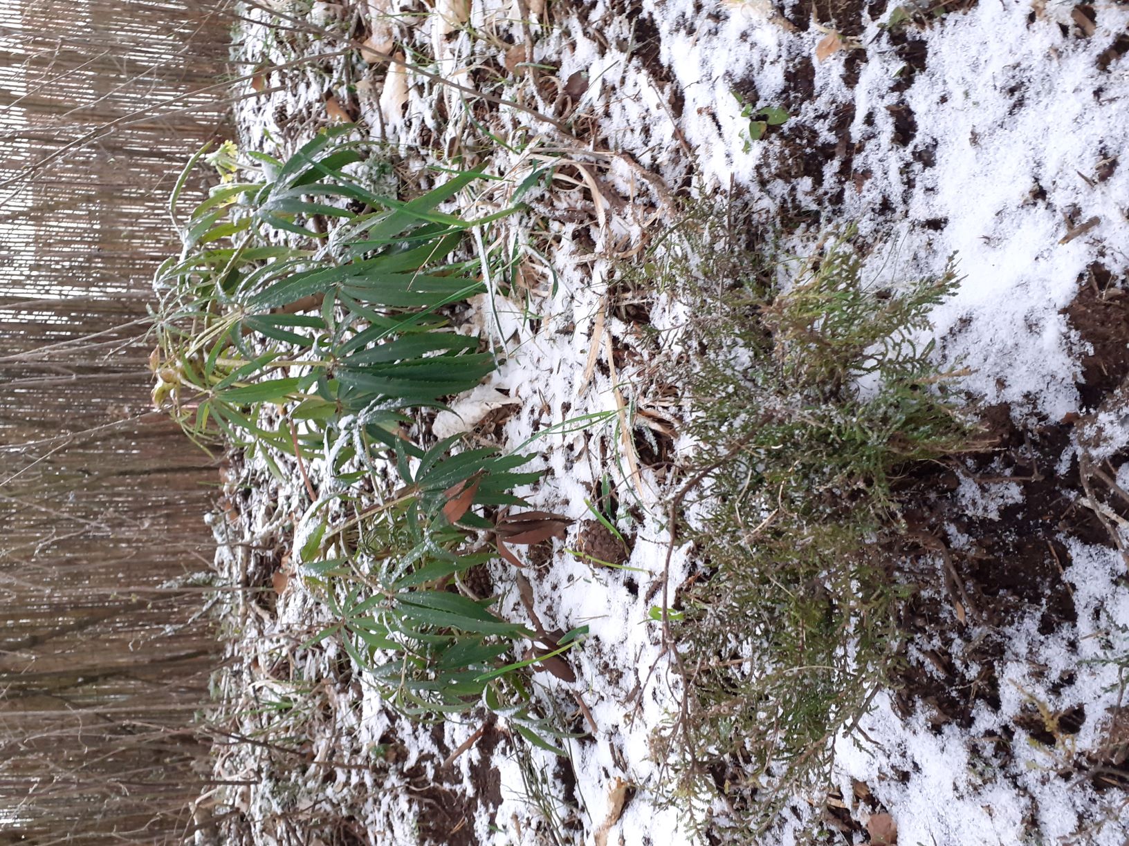 Annexe Calluna vulgaire et Helleborus foetidus