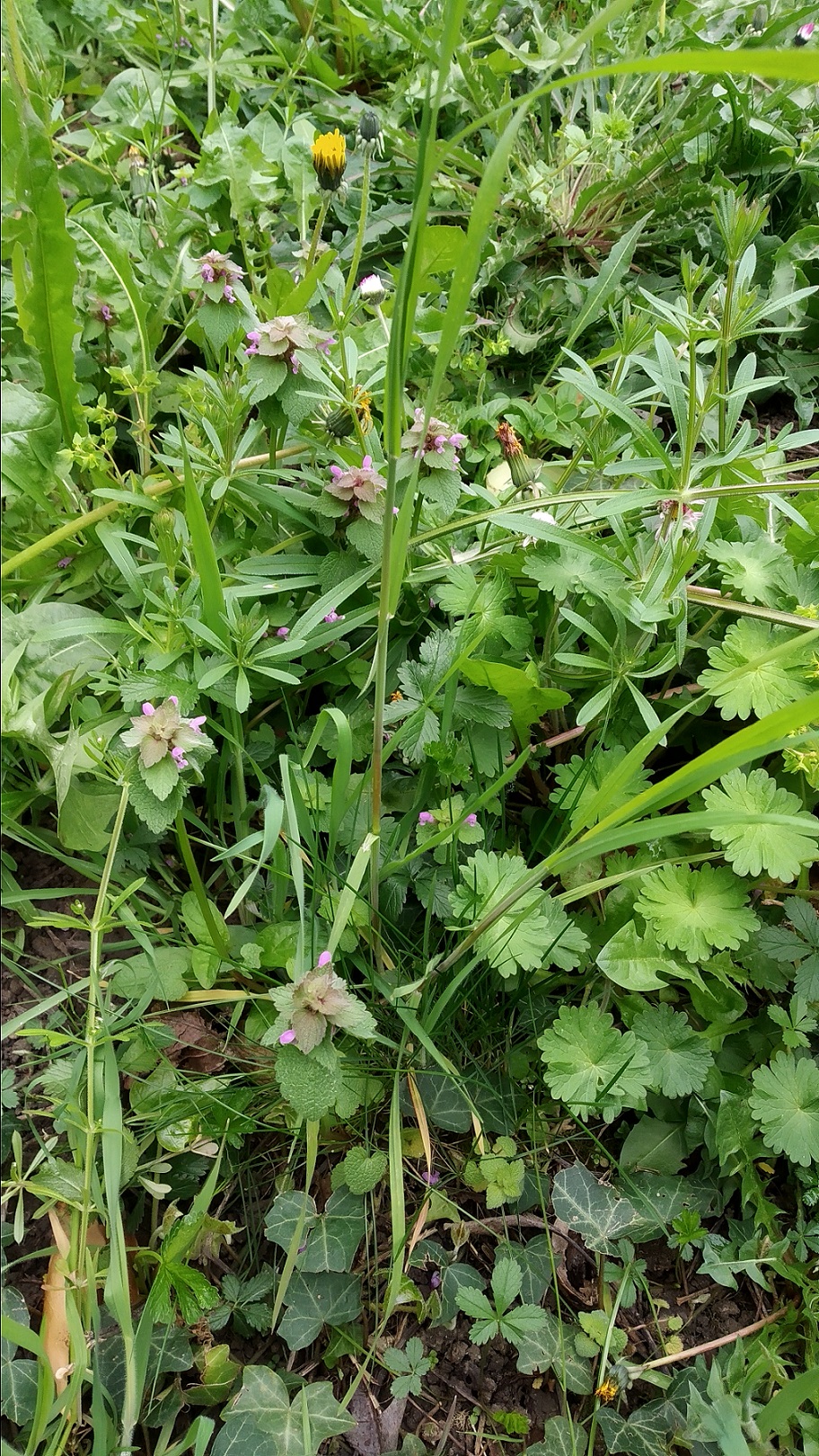 Annexe IMG_20200330_180543.jpg