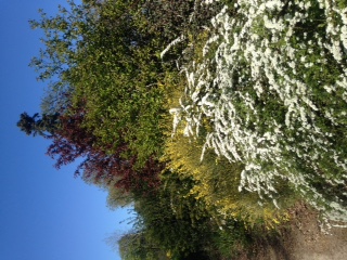 Annexe IMG_1406 (4).JPG