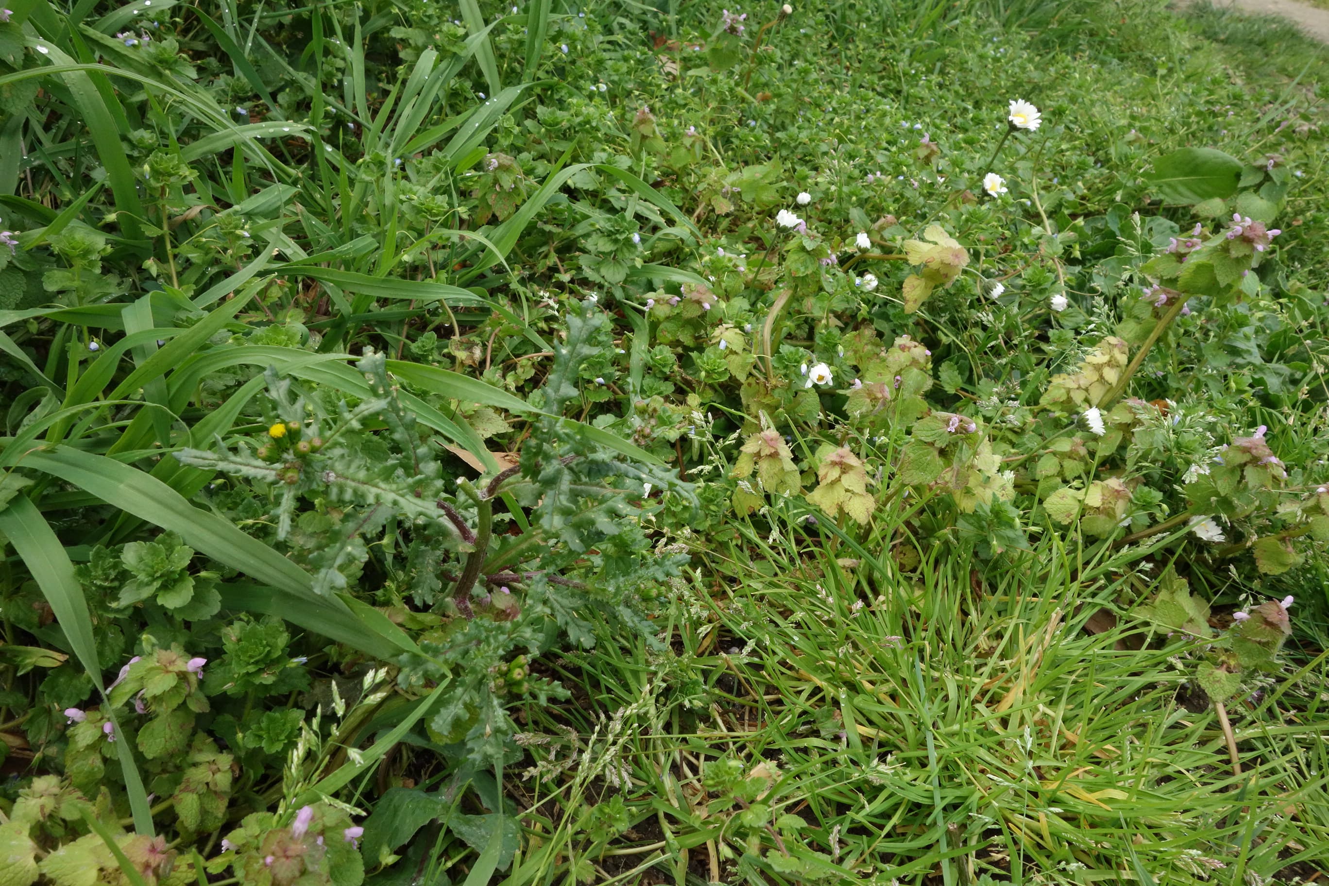 Annexe DSC00692-min.JPG