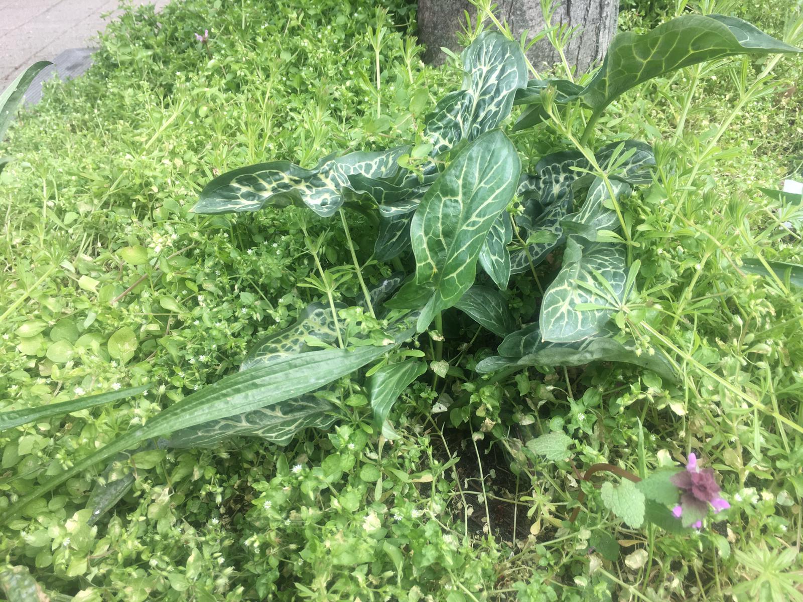 Annexe WhatsApp Image 2020-03-30 at 16.56.03.jpeg