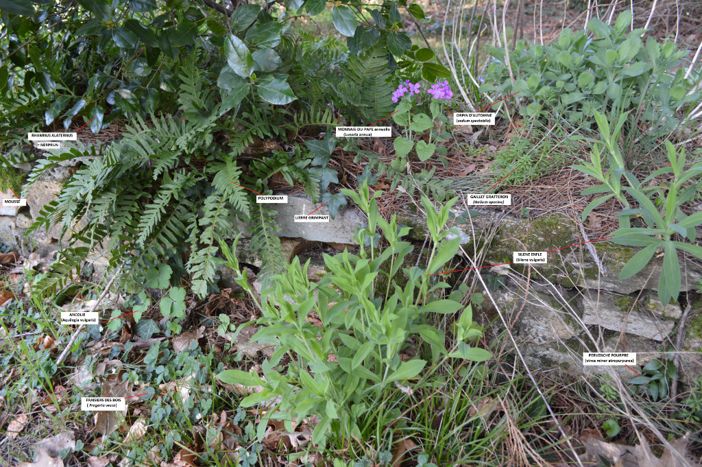 Annexe Biodiversité dans le jardin.jpg