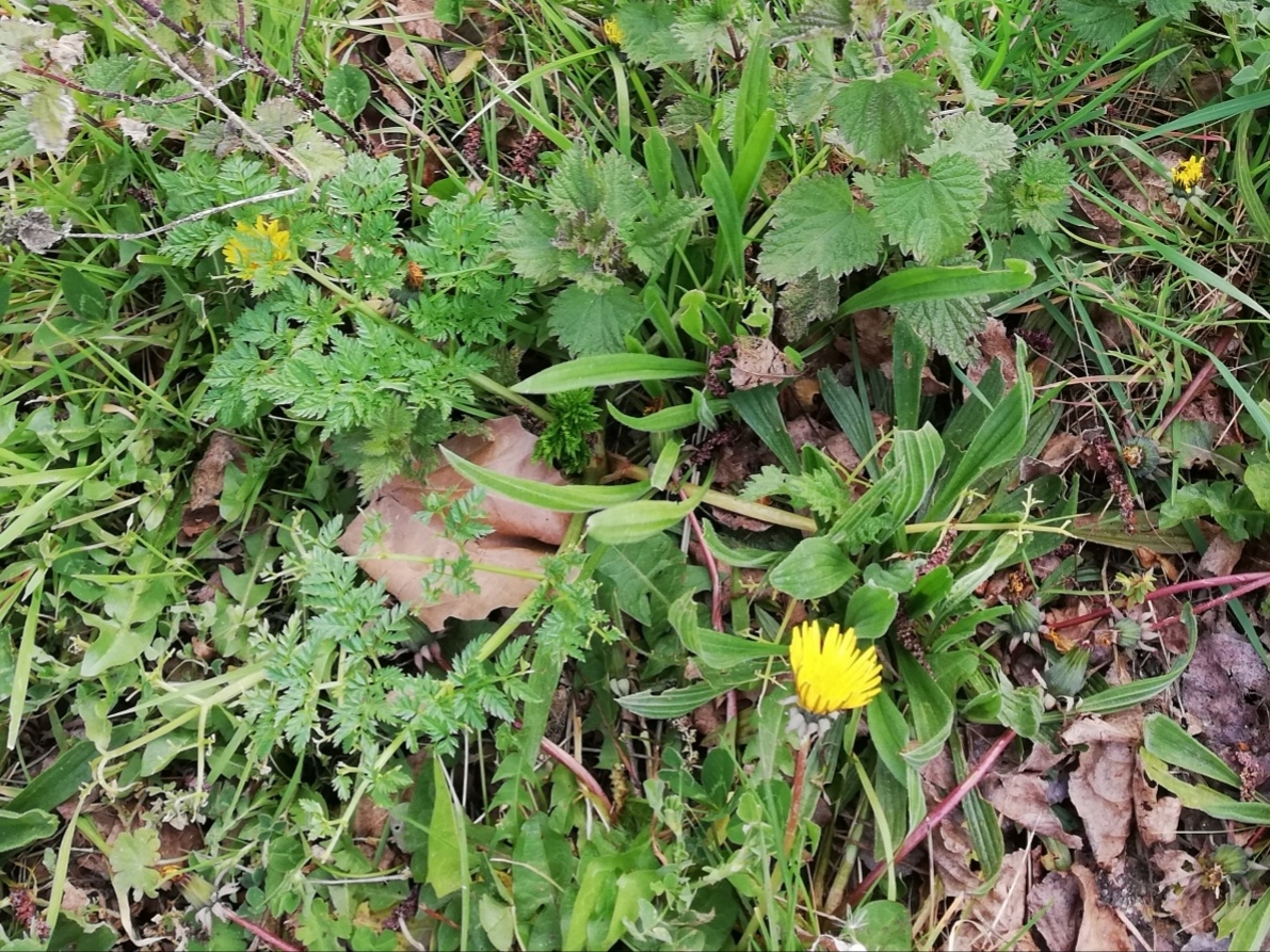 Annexe IMG_20200330_214303.jpg