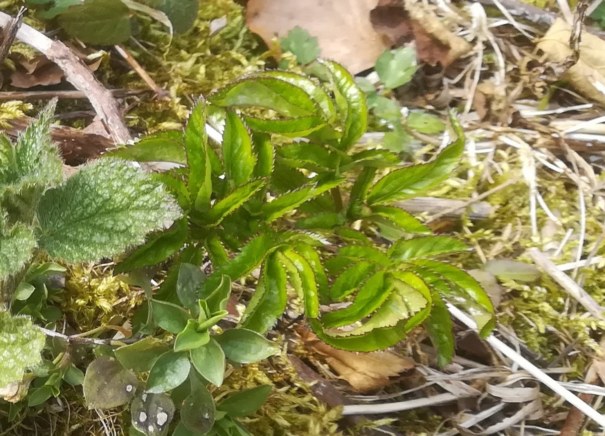 Annexe IMG_20200329_150856.jpg