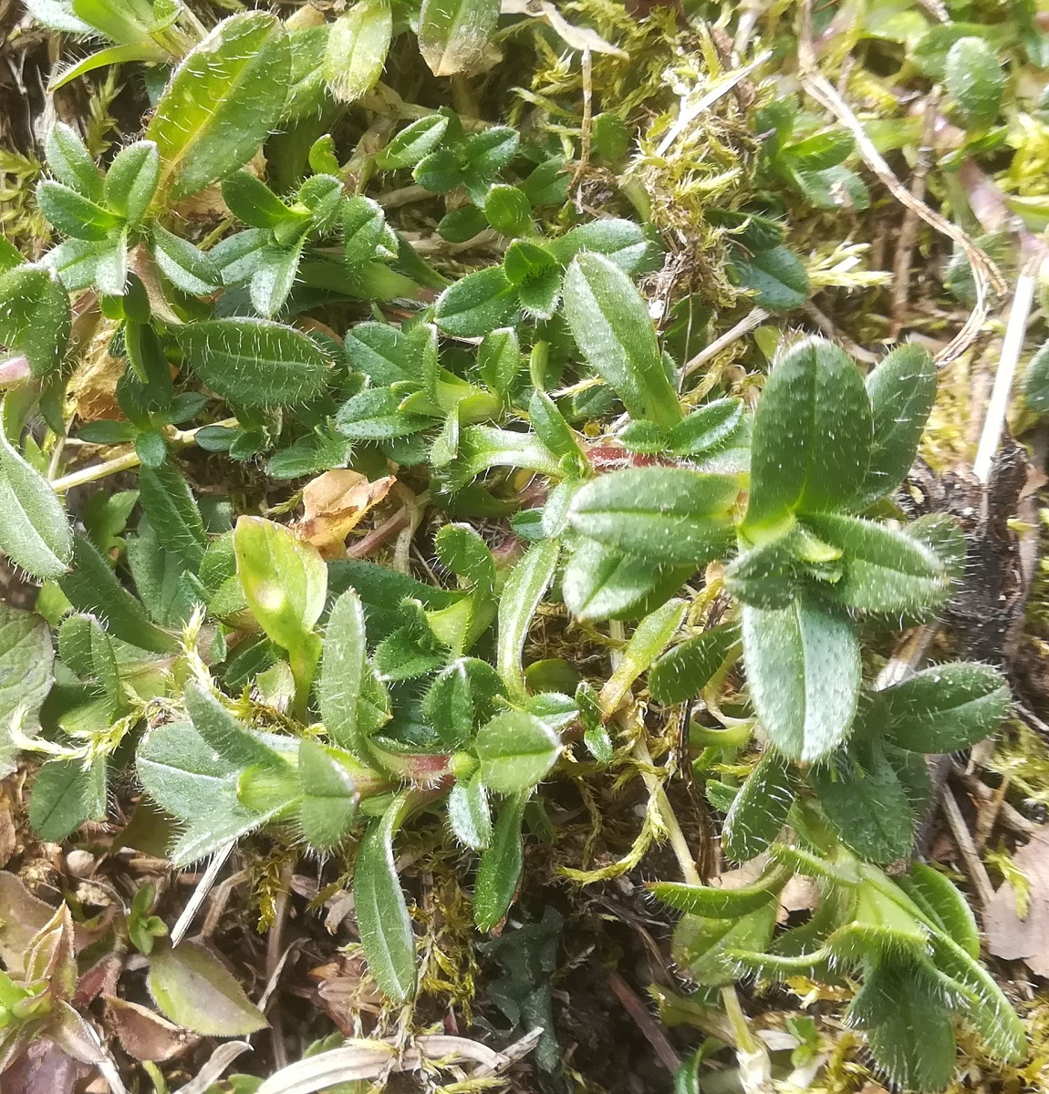 Annexe IMG_20200329_150932.jpg