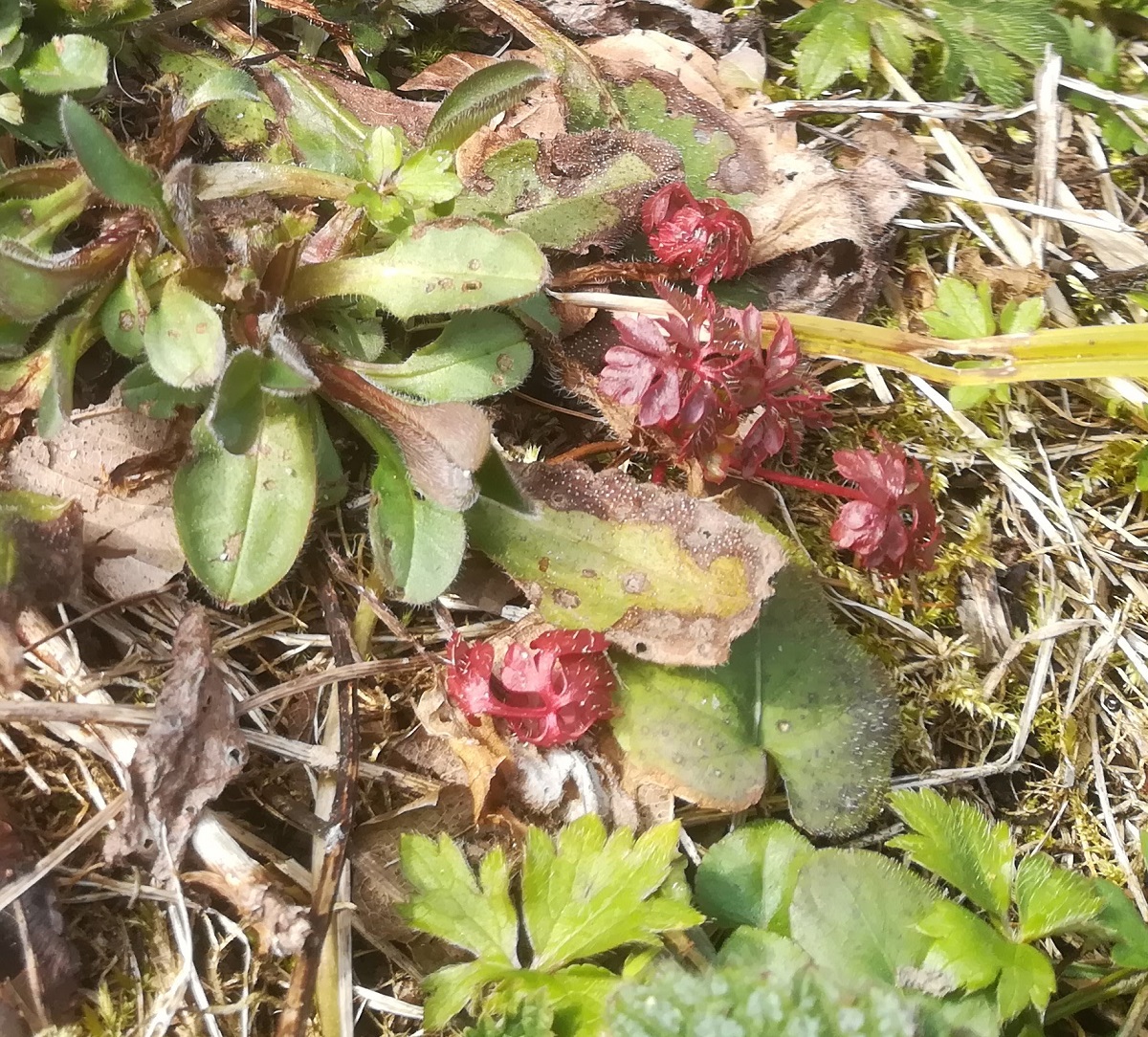 Annexe IMG_20200329_150944.jpg