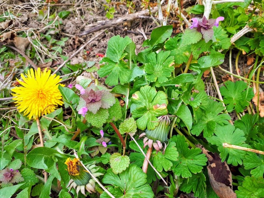 Annexe biodiversité de mon jardin.jpg