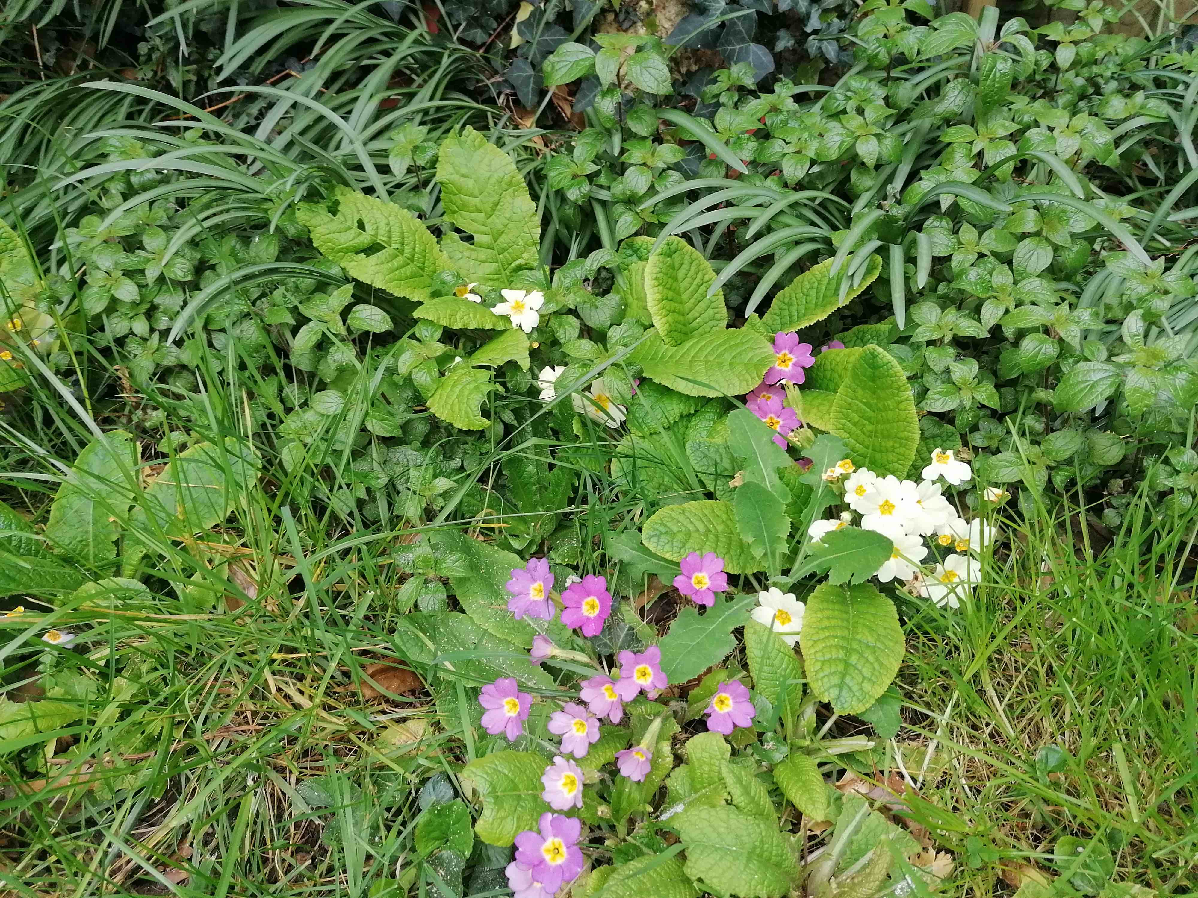 Annexe Biodiversité.jpg