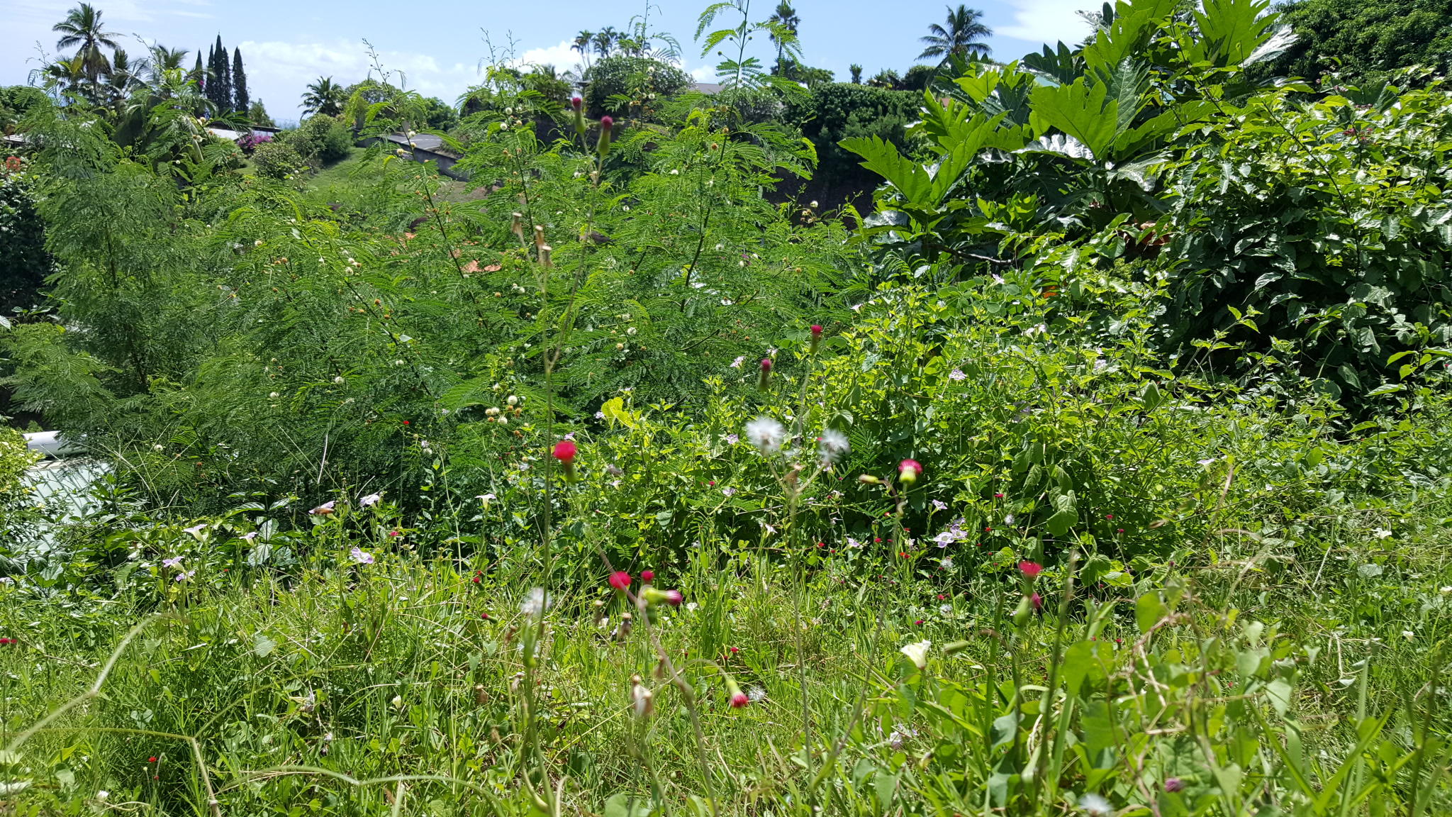 Annexe 20200330_121631-ConvertImage.jpg