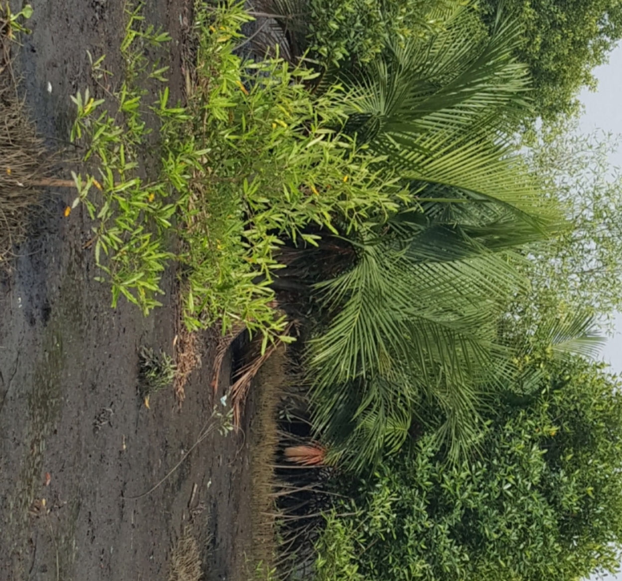 Annexe 20200330_205551.jpg