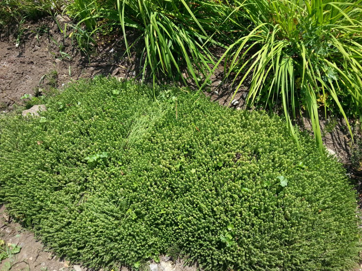 Annexe Thymus xcitridorus.jpg