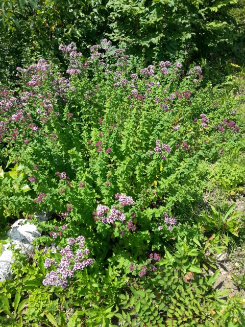 Annexe origan commun.jpg