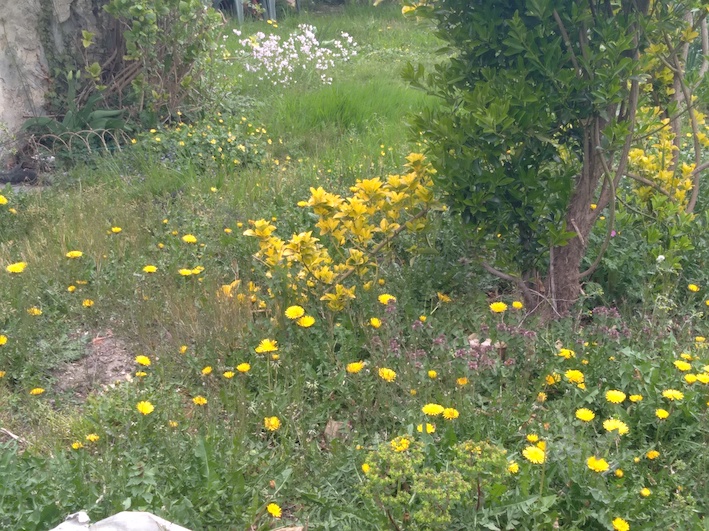 Annexe jardin dà côté.jpg