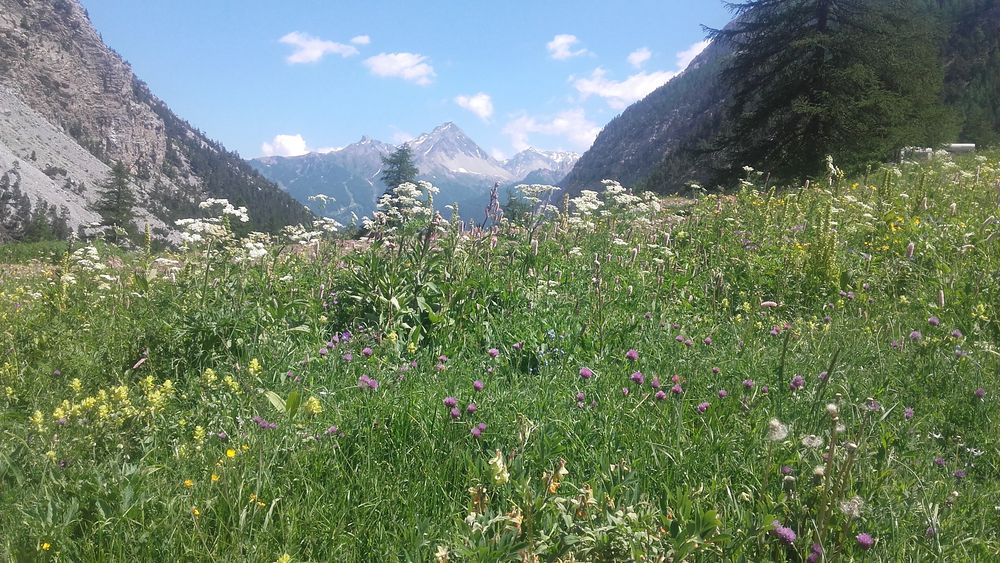 Annexe prairieValléeEtroite.jpg