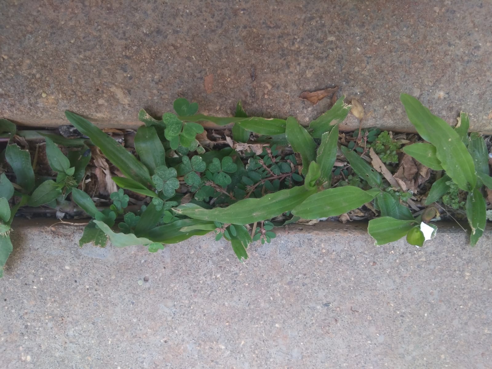 Annexe biodiversite.jpeg