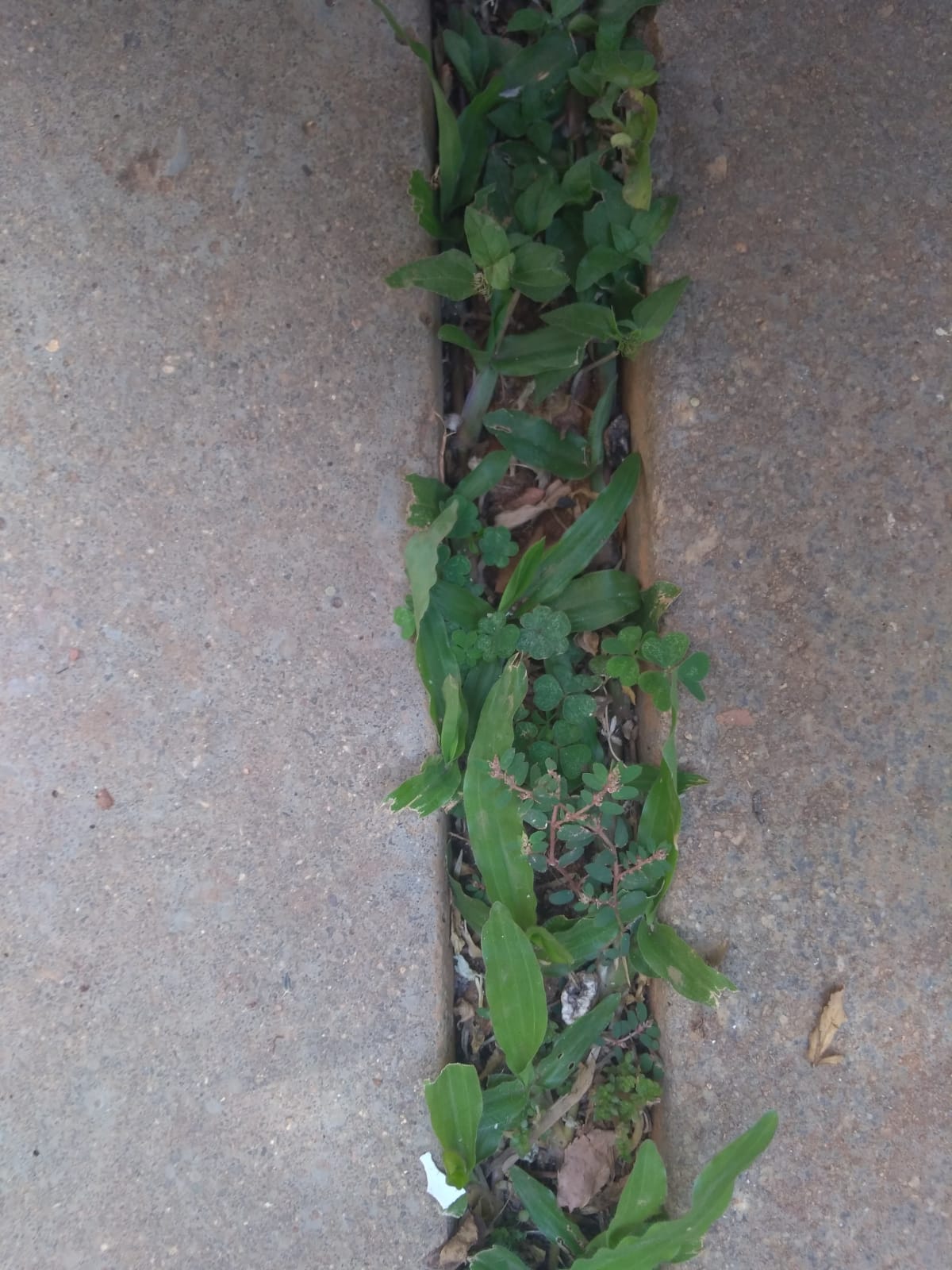 Annexe biodiversite2.jpeg