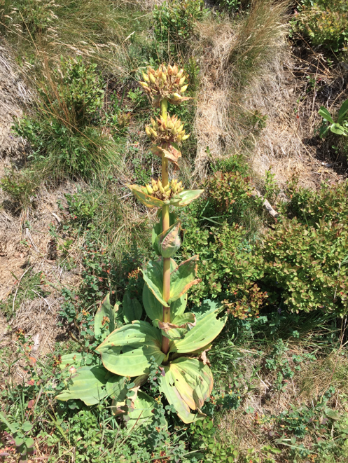 Annexe Capture d’écran 2020-03-31 à 12.10.56.png