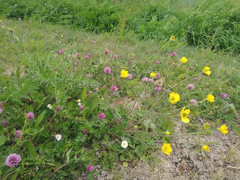 Annexe biodiversité.jpg