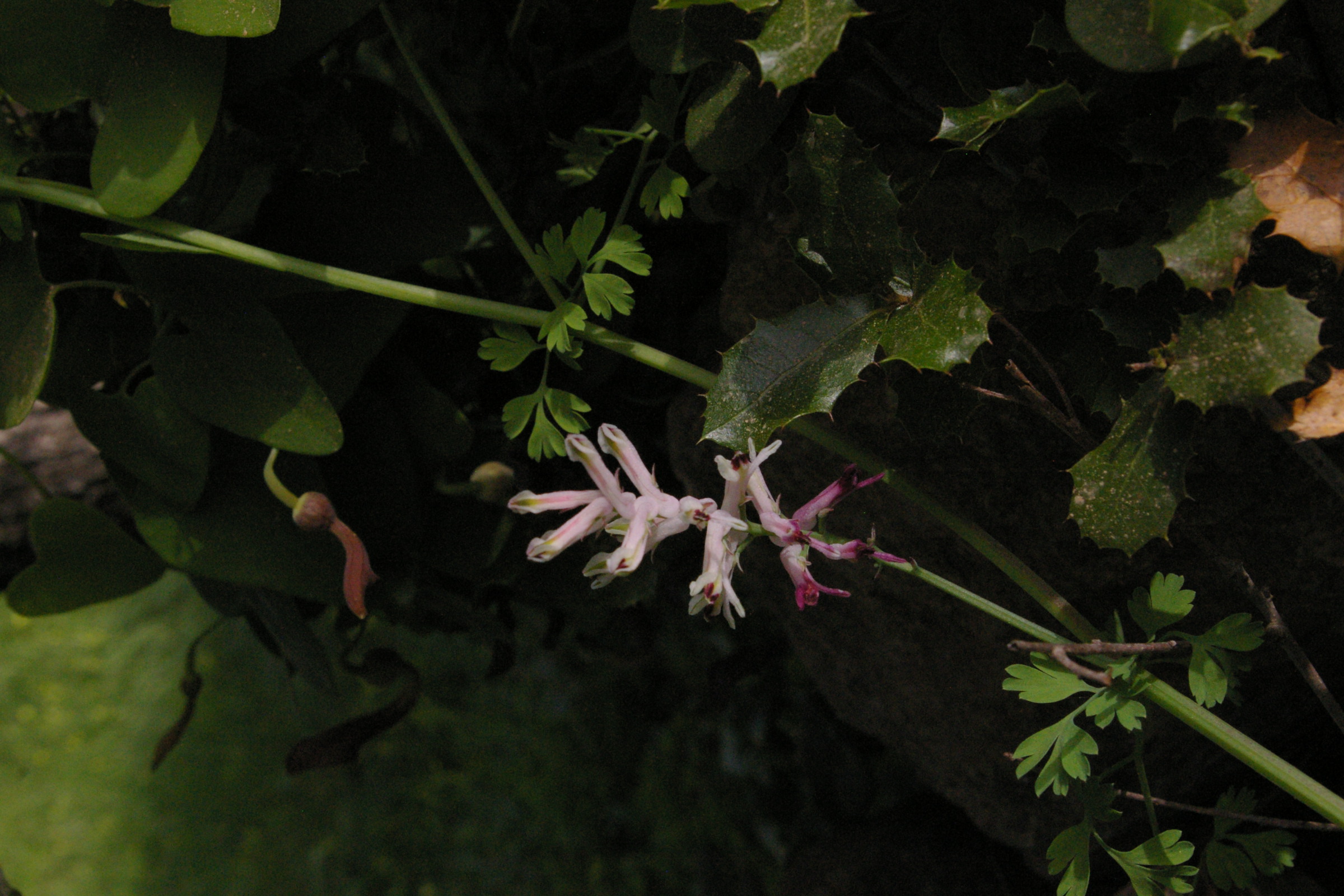 Annexe Fumaria_officinalis.JPG