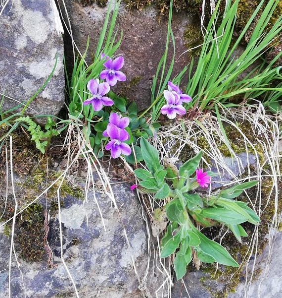 Annexe IMG_20200328_164615_biodiv.jpg