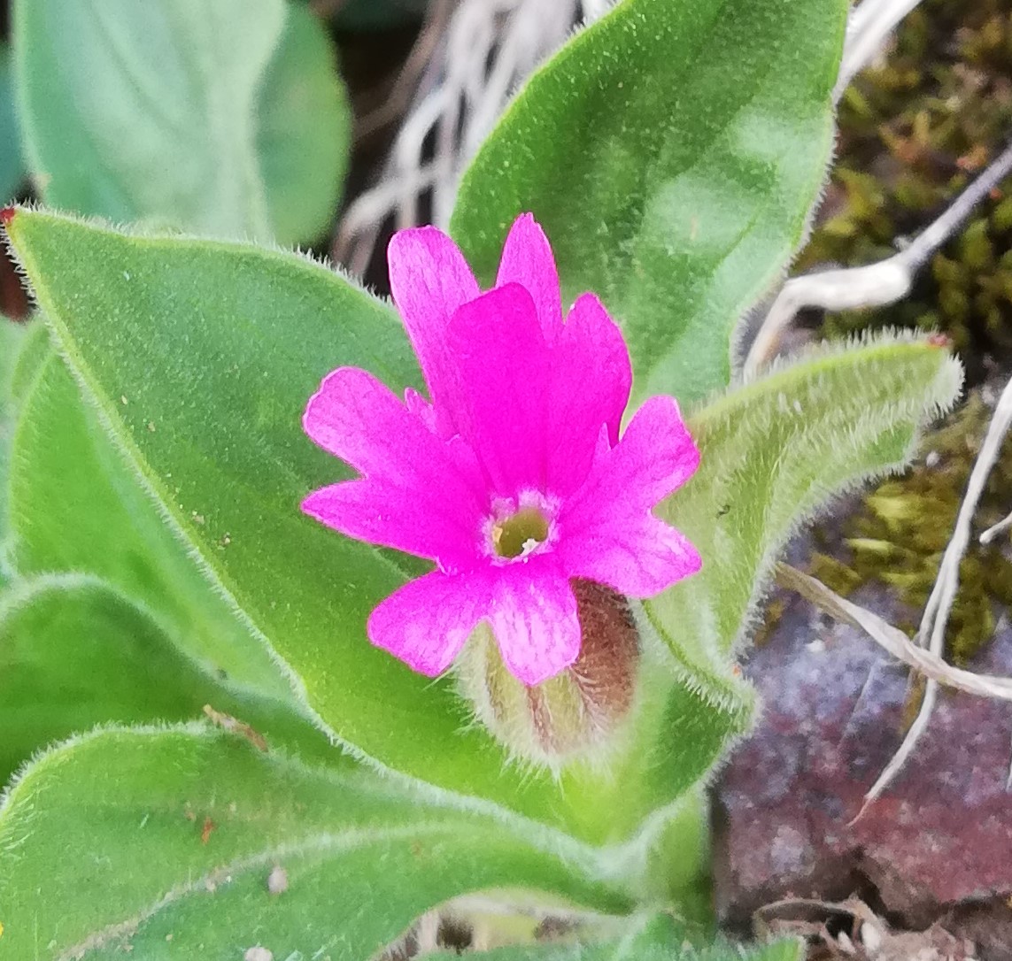 Annexe IMG_20200328_164642_oblique.jpg