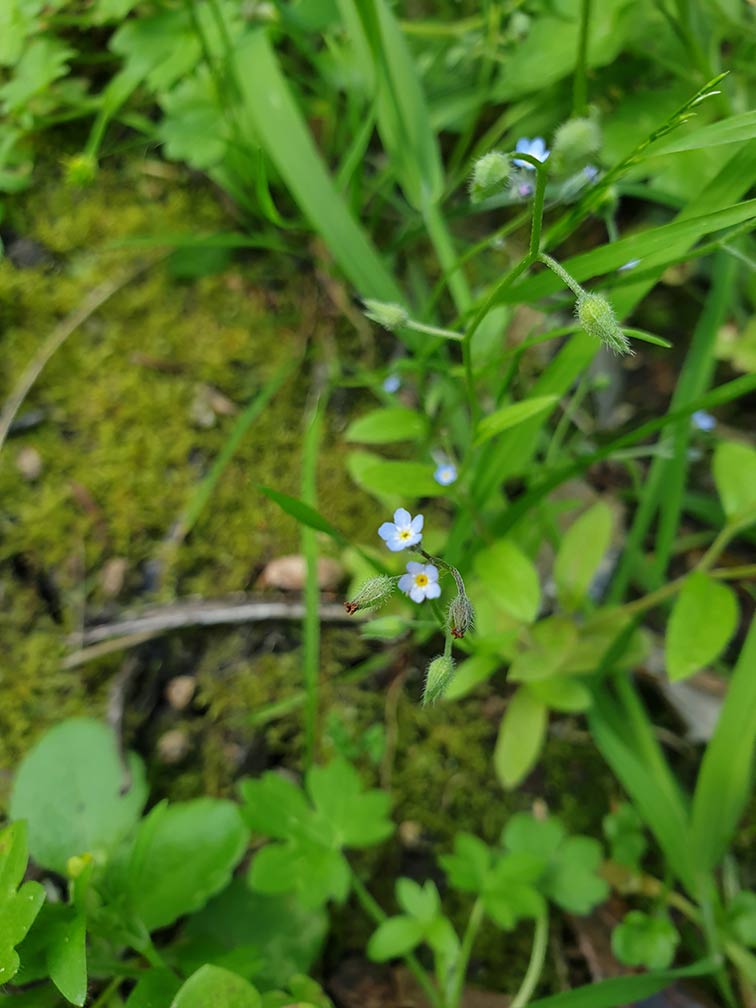 Annexe Myosotis palustris.jpg