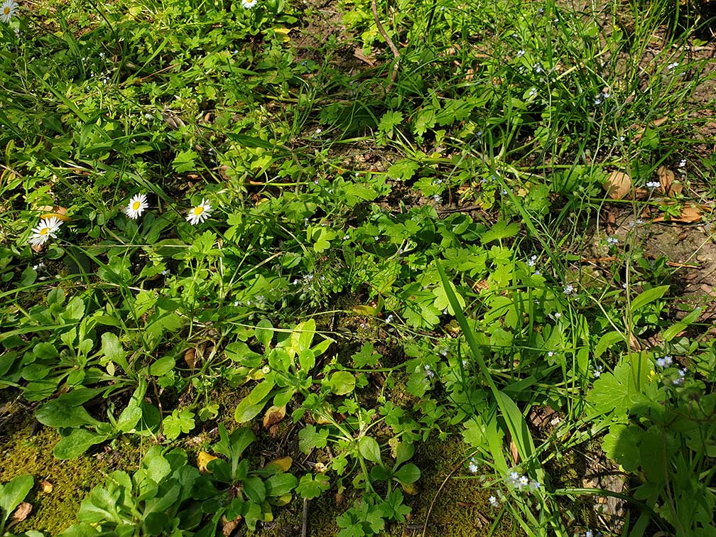 Annexe Pelouse de la résidence.jpg