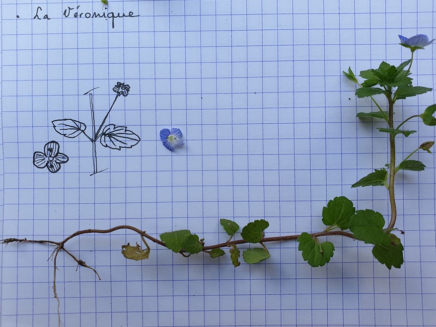 Annexe Veronica persica.jpg