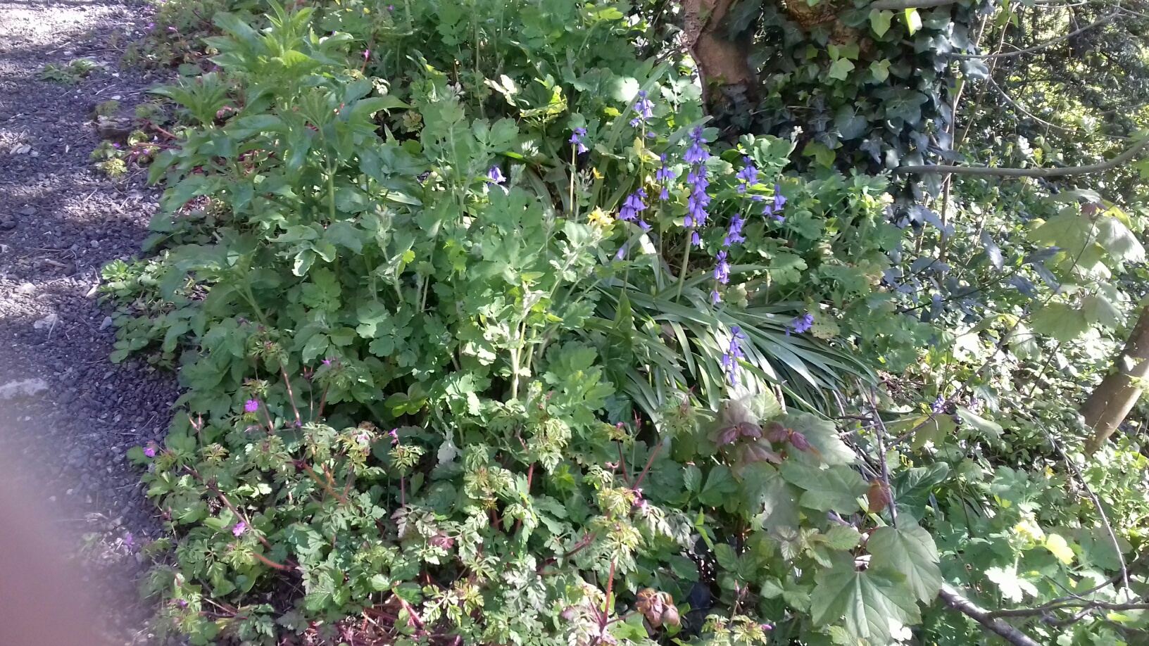 Annexe biodiversité.jpg