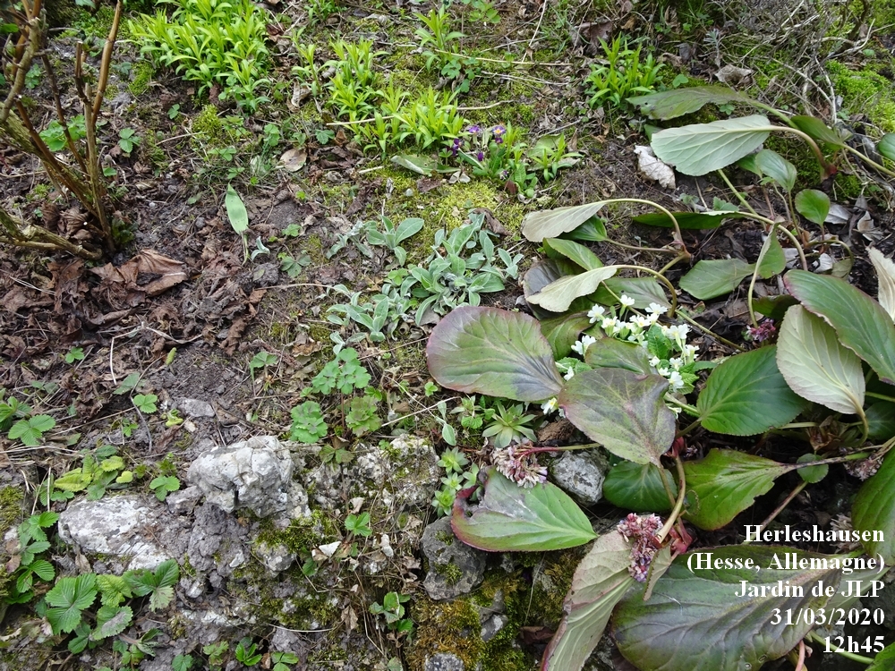 Annexe 2-Jardin-de-JLP-détail.jpg