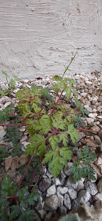 Annexe Géranium Herbe-à-Robert.jpg