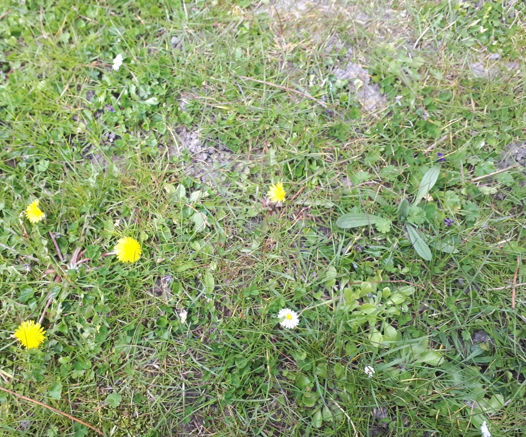 Annexe Screenshot_20200331-150454_Gallery.jpg