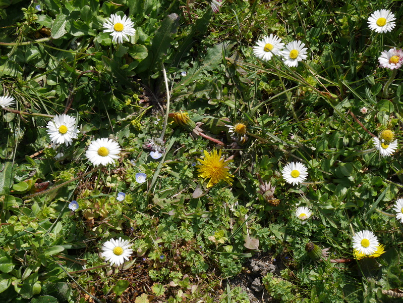 Annexe Dans mon jardin printanier.jpg