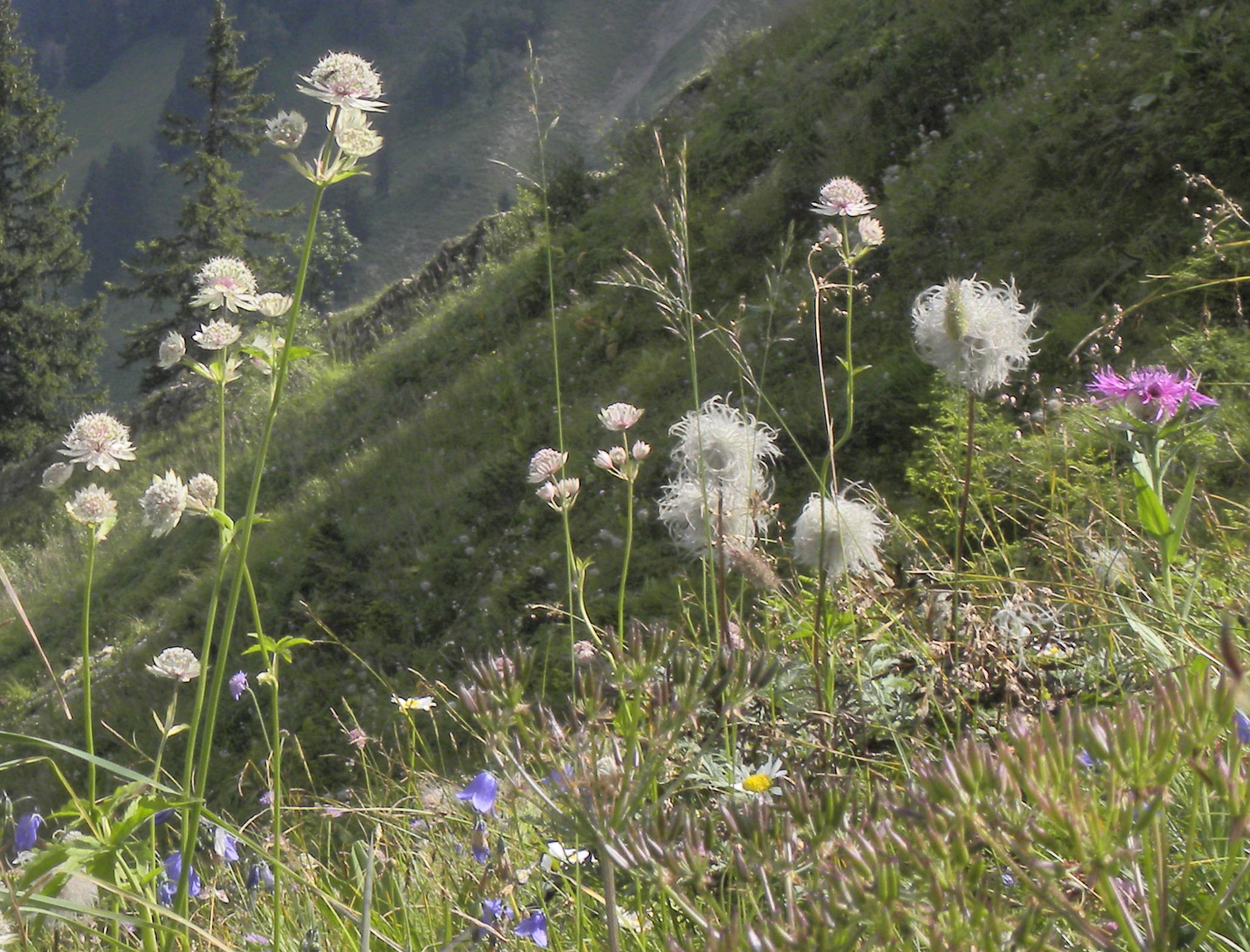 Annexe DSCN2831 (2).JPG