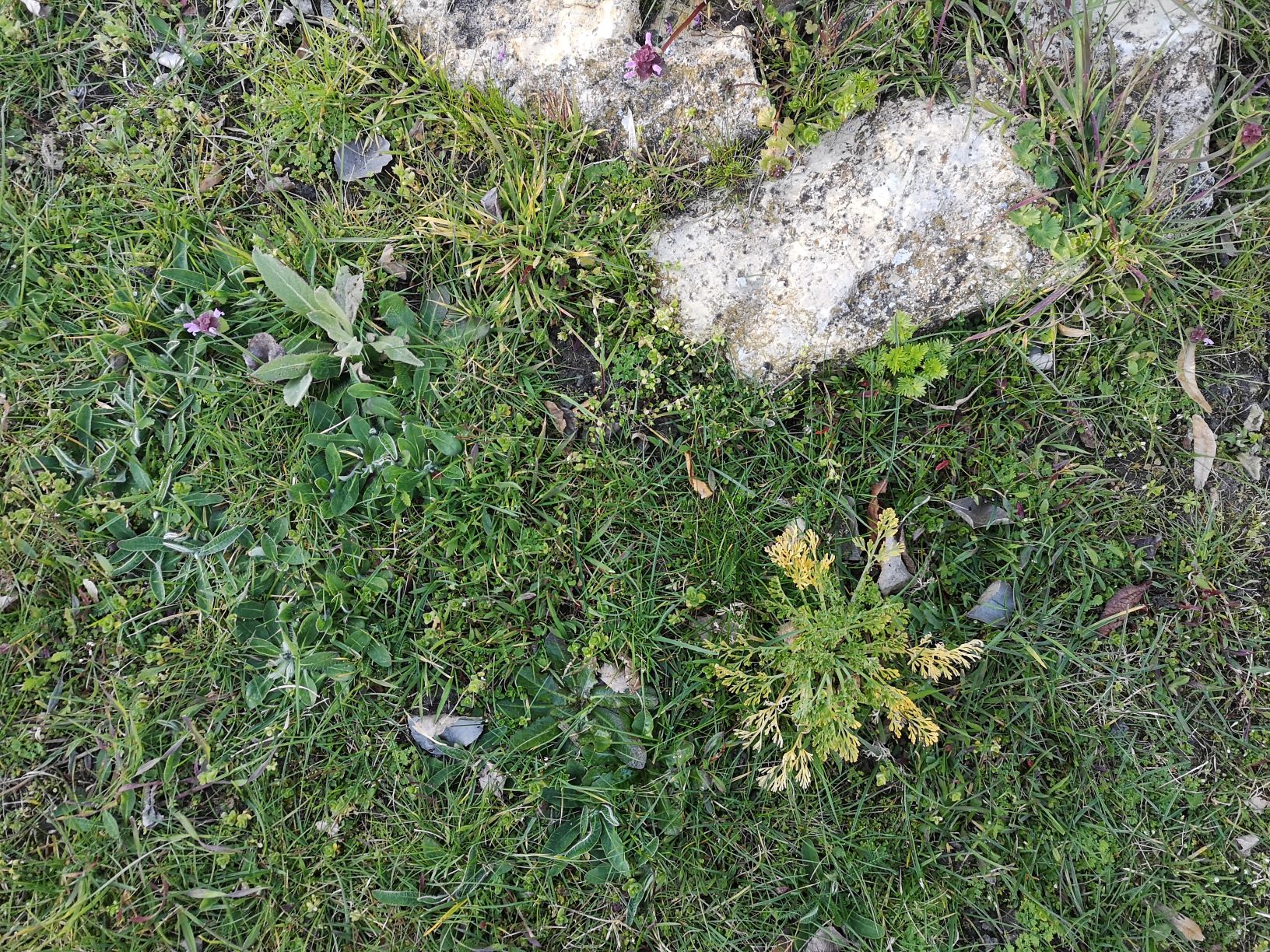 Annexe jardin 30.03.2020.jpg