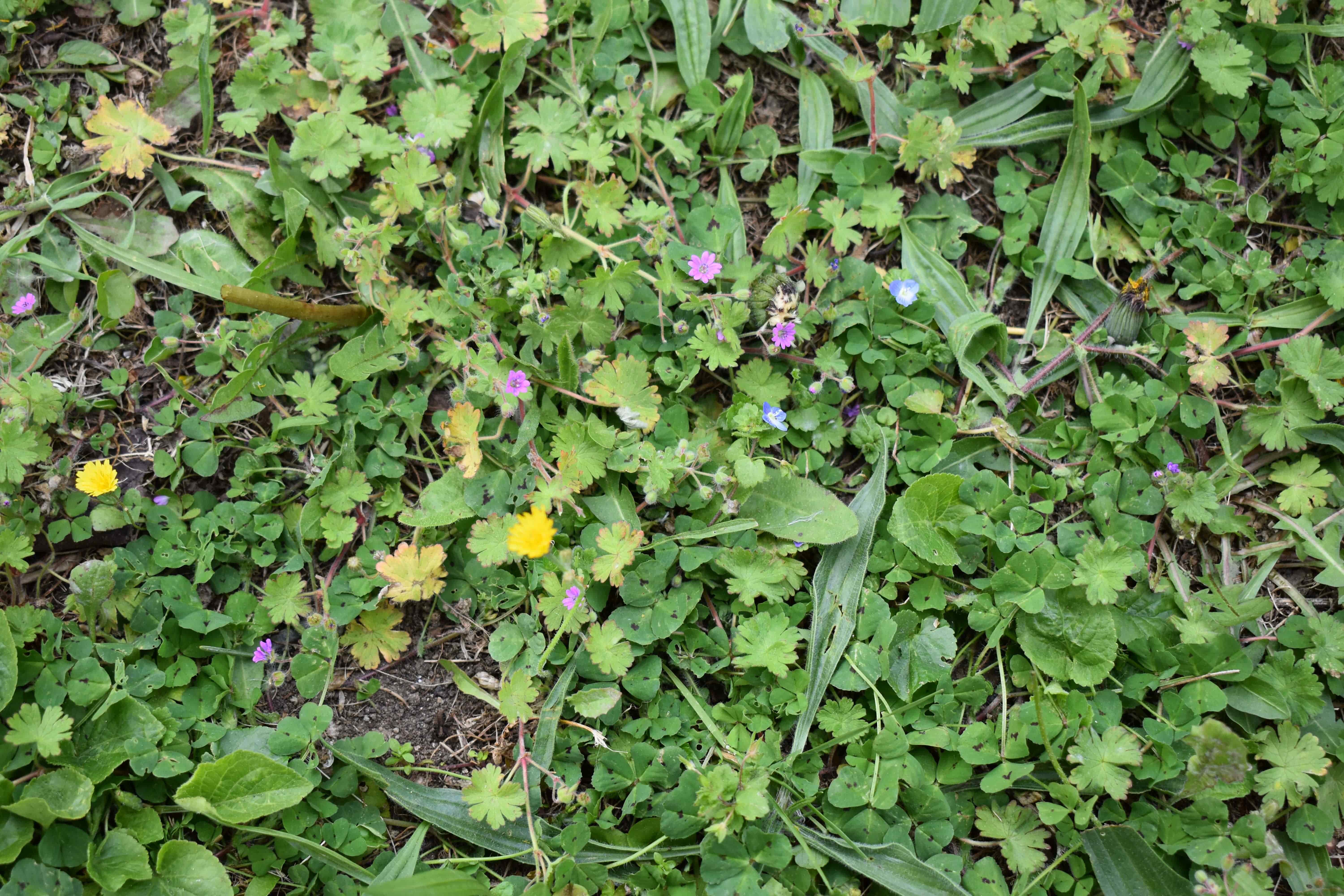 Annexe Carré pré-min.JPG