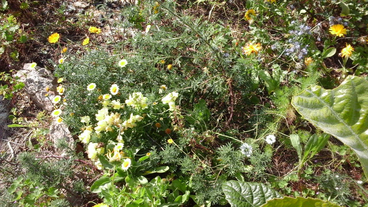 Annexe 20200331_143257.jpg