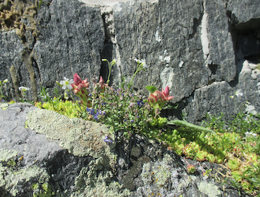 Annexe Capture d’écran 2020-03-31 à 16.38.20.png