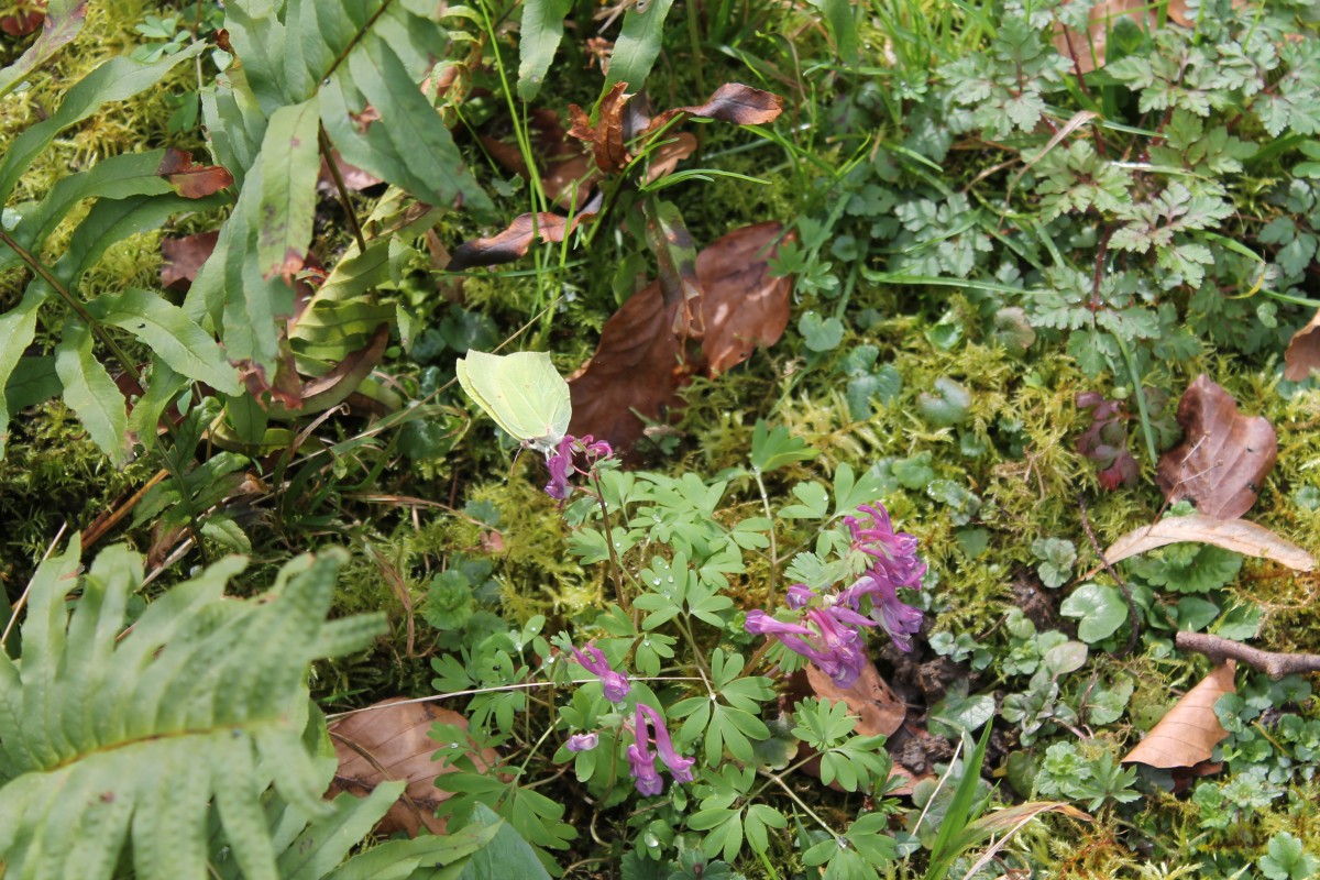 Annexe 2020-03-11_Joinville_low.JPEG