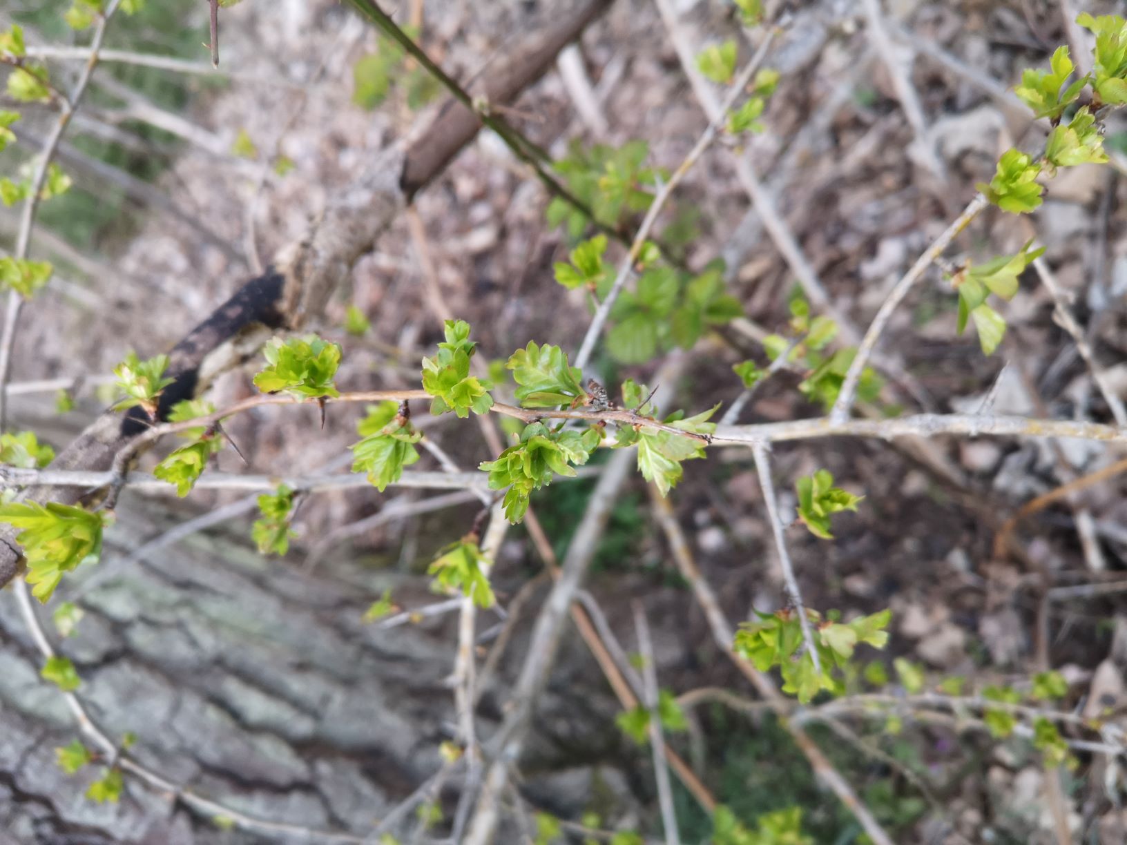 Annexe aubépine.jpg