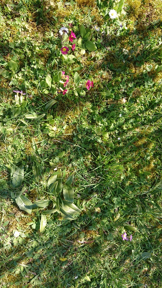 Annexe Ex 2 Biodiversité.JPG