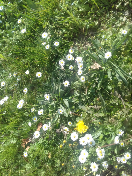 Annexe espèces cohabitation.png