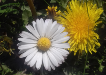 Annexe paquerette et pissenlit.png