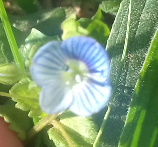 Annexe véronique.png