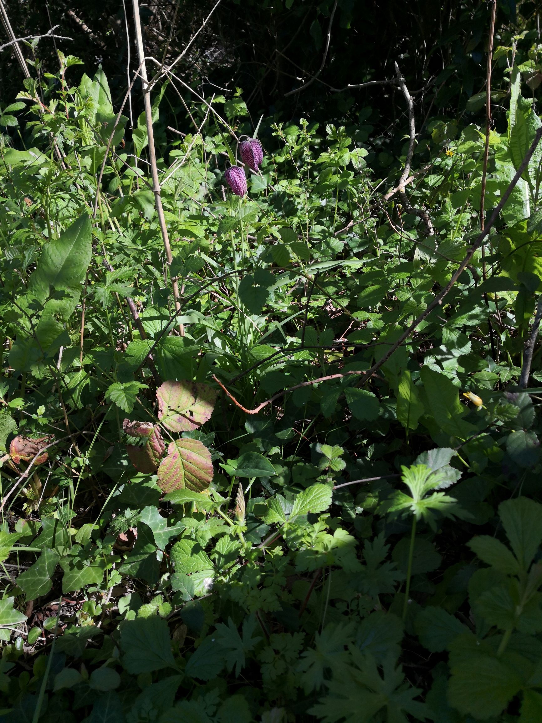 Annexe IMG_20200331_154808.jpg