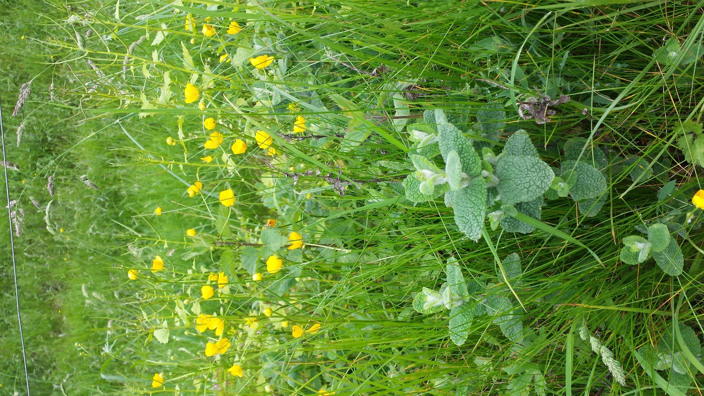 Annexe 20160511_162045.jpg