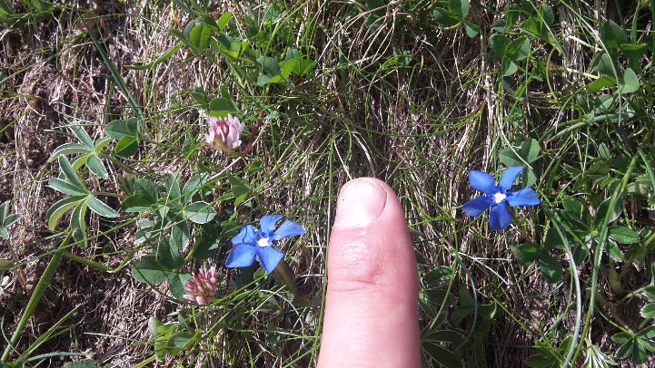 Annexe Plantes Ariège.png