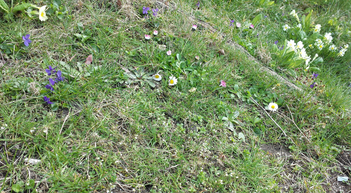 Annexe 20200331_142623a.jpg