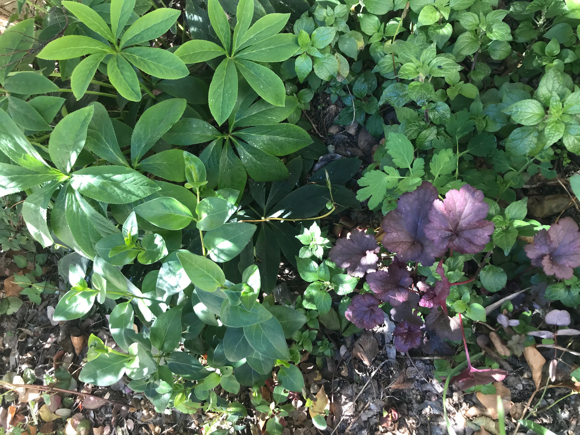 Annexe Cour Mars 2020.jpg