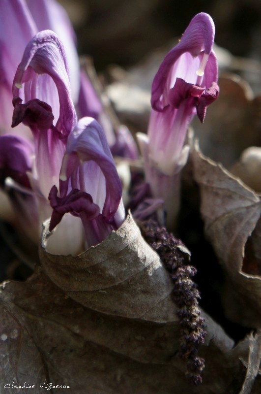 Annexe IMG_1755 - Copie.JPG